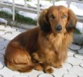 /album/fotogaleria-jazvecik/jazvecik-jpg/